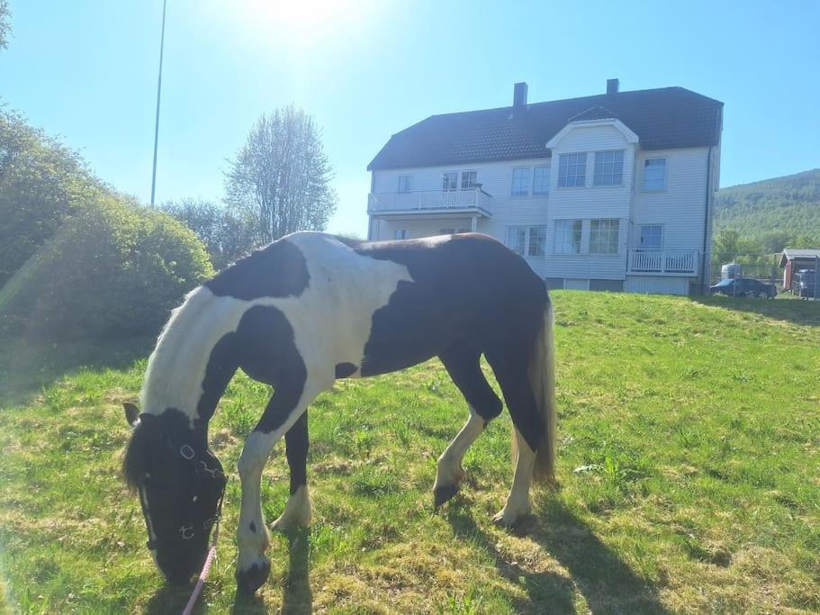 Privat Leilighet Pa Gard Med Badstue Og Nordlys Narwik Zewnętrze zdjęcie