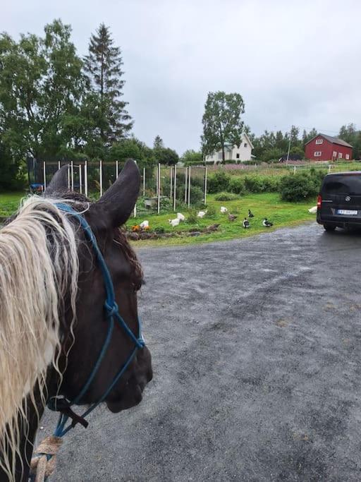 Privat Leilighet Pa Gard Med Badstue Og Nordlys Narwik Zewnętrze zdjęcie