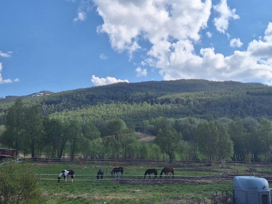 Privat Leilighet Pa Gard Med Badstue Og Nordlys Narwik Zewnętrze zdjęcie